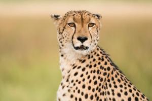 Namibia • Botswana • Sambia - Wüste, Felsmalereien und Victoriafälle Namibia • Botswana • Sambia - Wüste, Felsmalereien und Victoriafälle