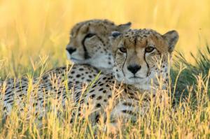 Namibia • Botswana • Simbabwe - Auf Chobe, Okavango und Sambesi Namibia • Botswana • Simbabwe - Auf Chobe, Okavango und Sambesi