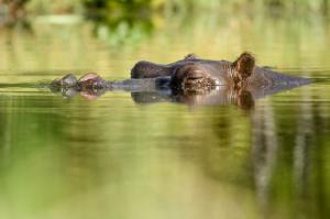 Namibia • Botswana • Simbabwe - Auf Chobe, Okavango und Sambesi Namibia • Botswana • Simbabwe - Auf Chobe, Okavango und Sambesi
