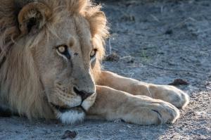 Namibia • Botswana • Simbabwe - Namibias Tierwelt im Fokus