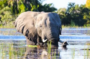 Namibia • Botswana  • Simbabwe - Vom Wüstenmeer zum Sambesi