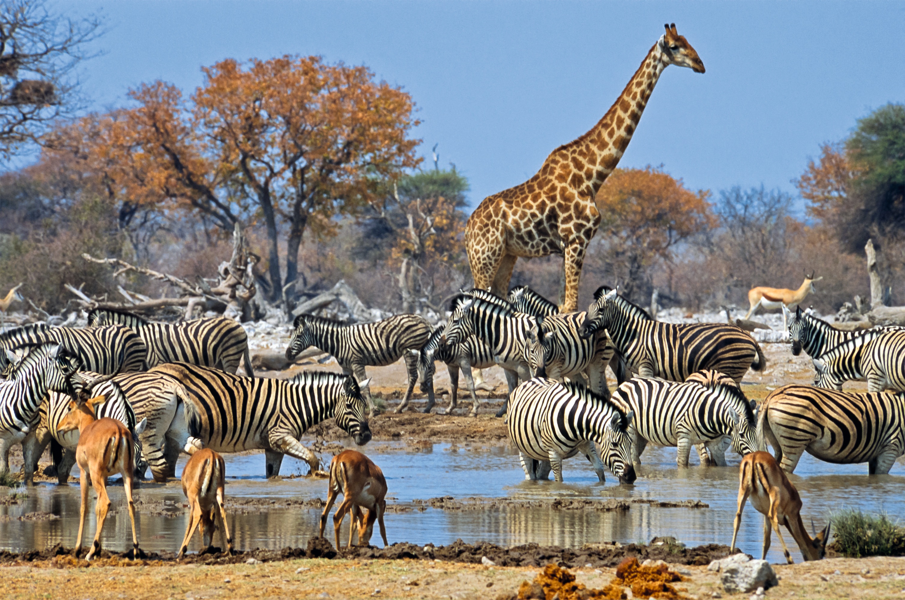 В мире живут дикие. Этоша национальный парк Намибии. Национальный парк Этоша в Африке. Национальный парк Серенгети в Африке. Парк Серенгети леопард.