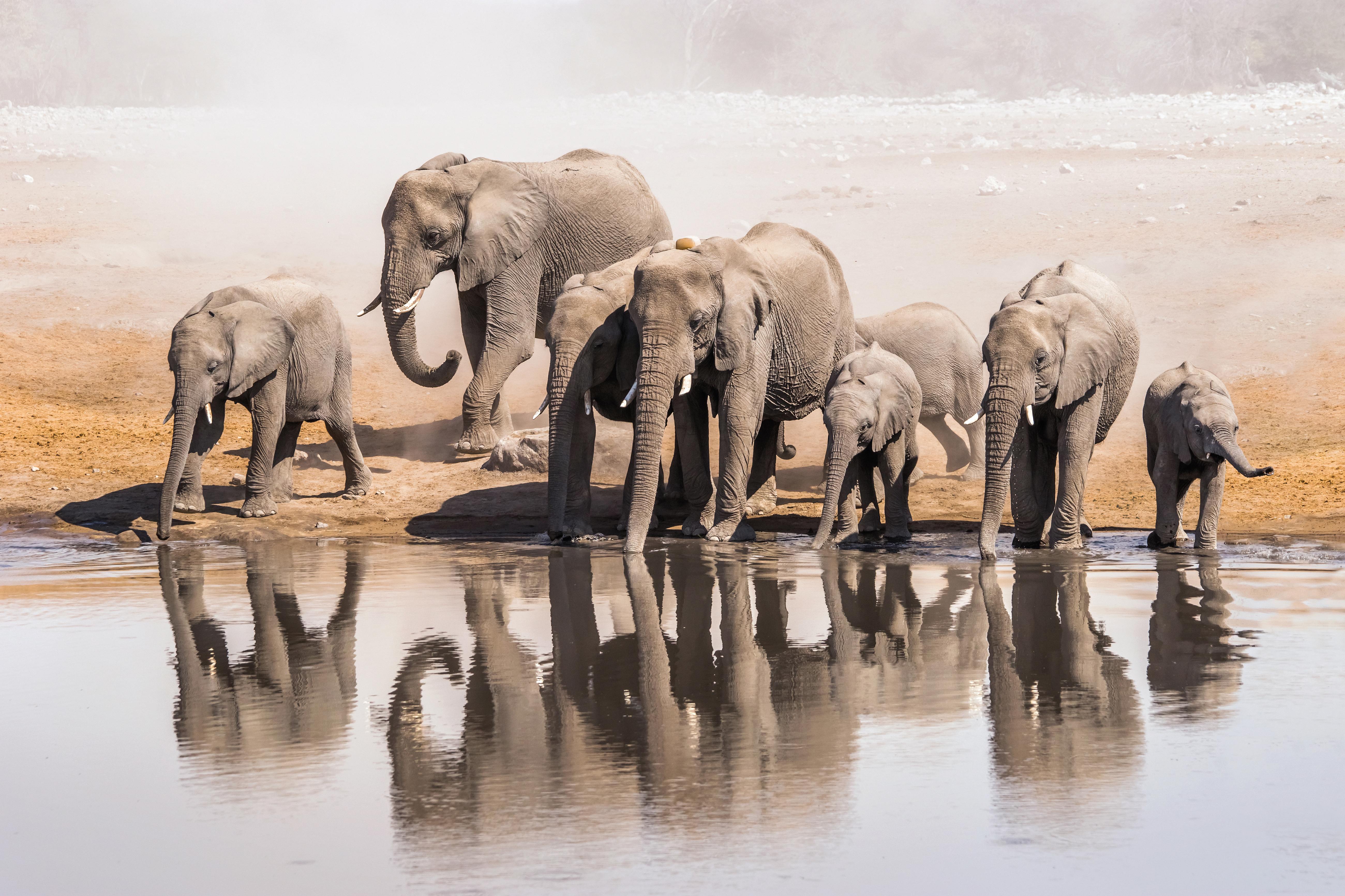 8 слоников. Африканские слоны на водопое. Стадо слонов. Стая слонов. Популяция слонов.
