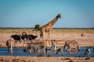 Namibia: Sternstunden