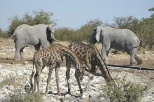 Namibia: Wüste - Küste & Busch