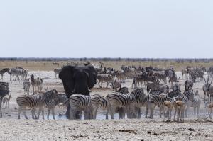 Namibia: Wüste - Küste & Busch