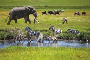 Nationalparks in Kenia und Tanzania