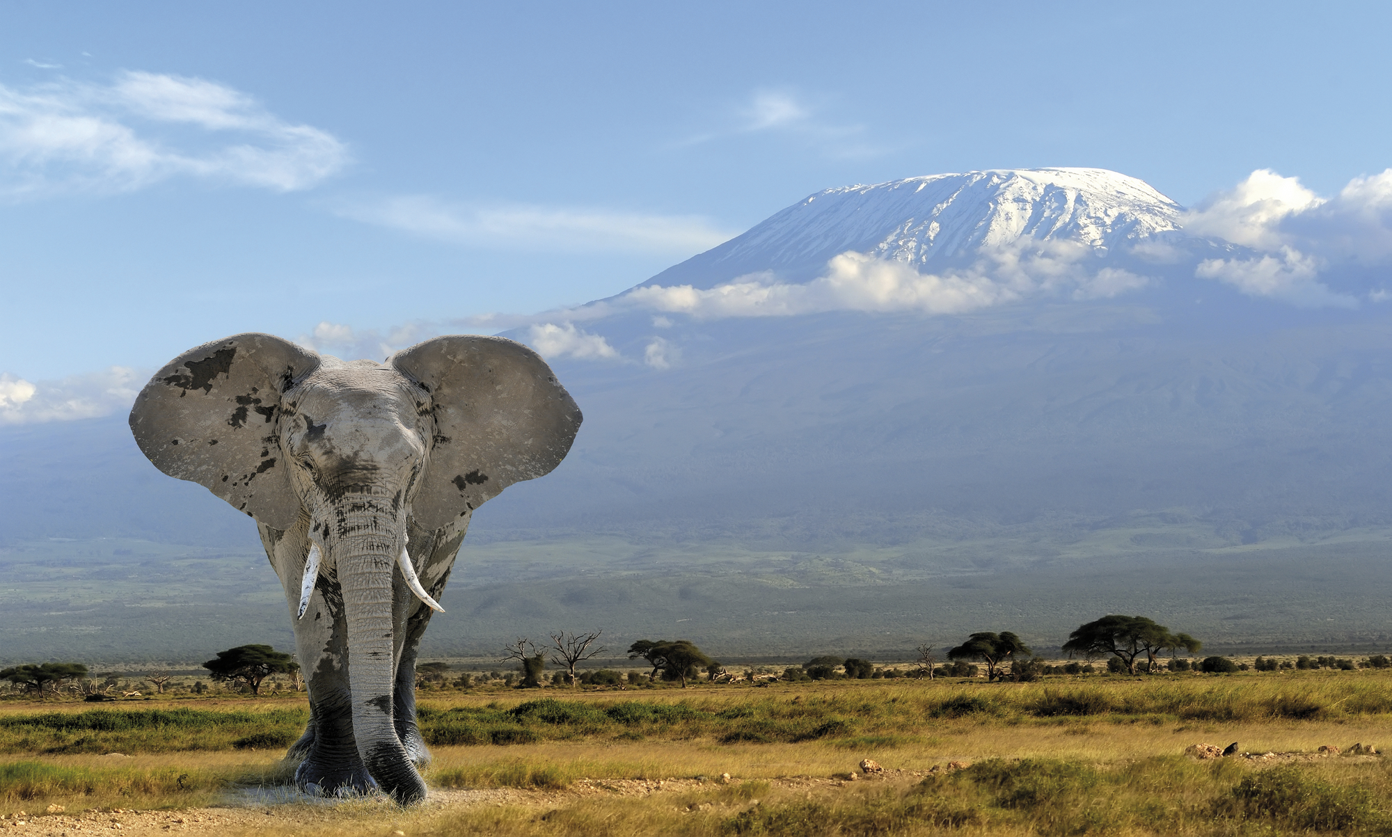 Nationalparks in Kenia und Tanzania