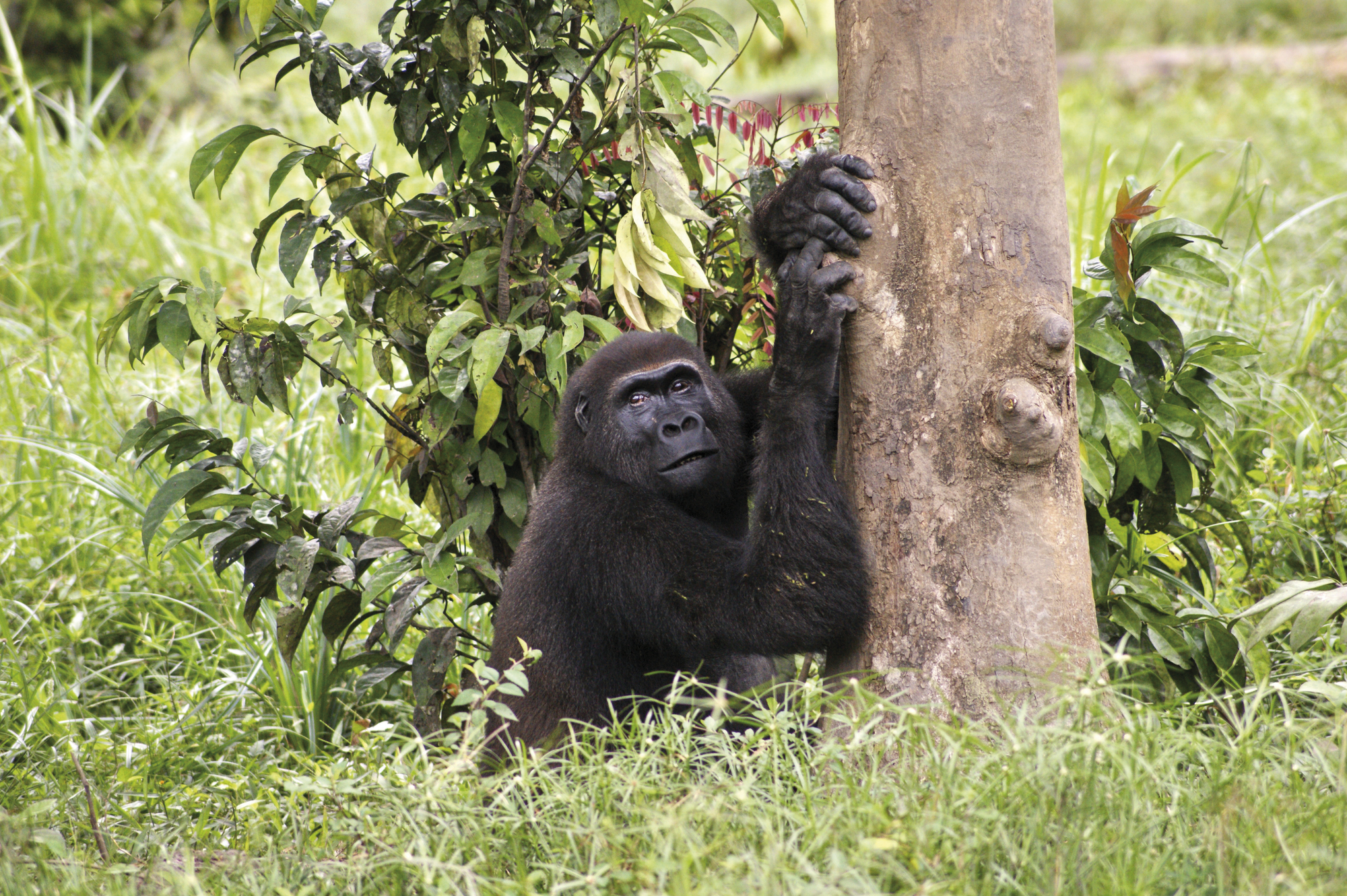 Naturwunder Kameruns: Flachland-Gorillas