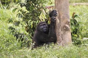 Naturwunder Kameruns: Flachland-Gorillas