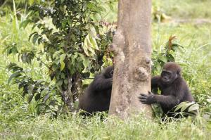 Naturwunder Kameruns: Flachland-Gorillas