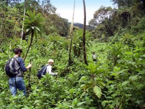 Ruanda • Uganda • Tansania - Berggorillas, Serengeti und Mafia Island