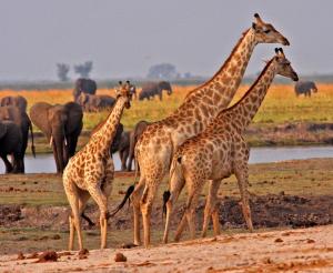 Safari durch vier Länder - Glanzlichter des Südlichen Afrikas (feste Unterkünfte)