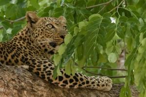 Sambia - Naturfotografie pur zwischen Luangwa und Sambesi