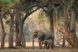 Sambia - Naturfotografie pur zwischen Luangwa und Sambesi Sambia - Naturfotografie pur zwischen Luangwa und Sambesi