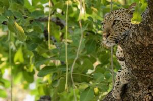 Sambia - Ungezähmte Wildnis zwischen Luangwa und Sambesi Sambia - Ungezähmte Wildnis zwischen Luangwa und Sambesi