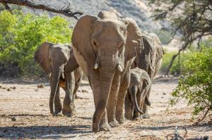 Sambia • Namibia - Wüste, Felsmalereien und Victoriafälle