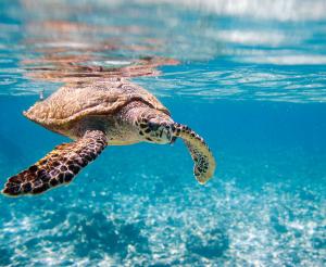Seychellen - Segelcruise durch zauberhafte Inselwelten