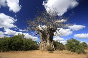 Südafrika & Botswana: Höhepunkte mit Victoria-Fällen Südafrika & Botswana: Höhepunkte mit Victoria-Fällen