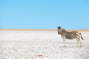 Südafrika & Botswana: Höhepunkte mit Victoria-Fällen Südafrika & Botswana: Höhepunkte mit Victoria-Fällen