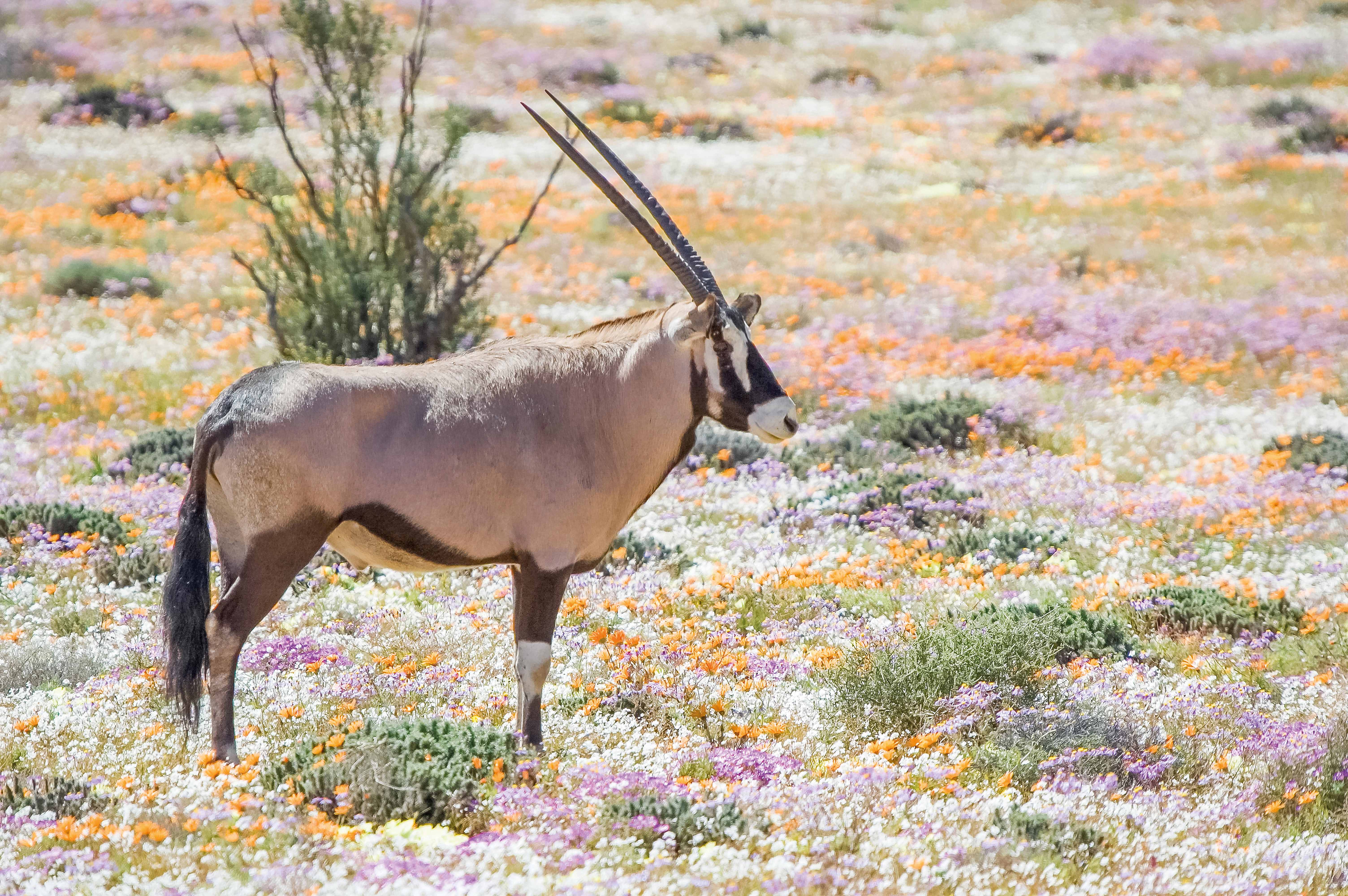 Südafrika & Namibia: Die ausführliche Reise an der Westküste