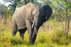 Südafrika - Vom Krügerpark bis zur Gartenroute Südafrika - Vom Krügerpark bis zur Gartenroute