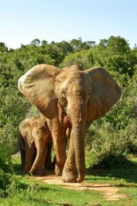 Südafrika: Höhepunkte auf der Gardenroute - Fair Trade Projekt Südafrika: Höhepunkte auf der Gardenroute - Fair Trade Projekt