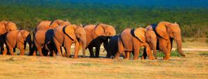 Südafrika: Höhepunkte auf der Gardenroute