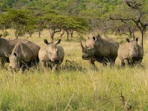 Südafrika • Mosambik - Tropische Strände und afrikanischer Busch Südafrika • Mosambik - Tropische Strände und afrikanischer Busch