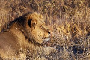 Südafrika • Namibia • Botswana • Simbabwe - Vom Sambesi bis zum Kap Südafrika • Namibia • Botswana • Simbabwe - Vom Sambesi bis zum Kap