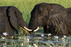 Südafrika • Simbabwe • Botswana - Entdeckungen im Safariparadies