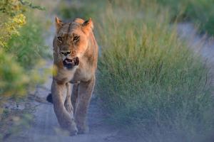 Südafrika • Swasiland - Highlights vom Krüger-Nationalpark bis Kapstadt Südafrika • Swasiland - Highlights vom Krüger-Nationalpark bis Kapstadt