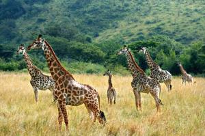 Südafrika • Swasiland • Lesotho - Highlights vom Krüger-Nationalpark bis Kapstadt Südafrika • Swasiland • Lesotho - Highlights vom Krüger-Nationalpark bis Kapstadt