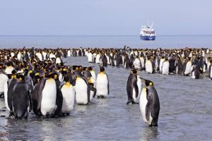 Südgeorgien - Tristan da Cunha - St. Helena - Ascension - Kapverden - Atlantische Odyssee – 34 Tage exklusive Antarktis