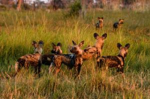 Tansania - Auf der Fährte der Wildhunde
