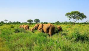 Tansania - Die große Migration, Massailand und Natron-See