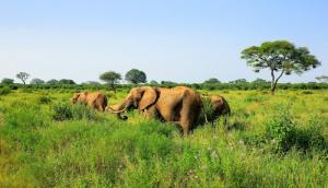 Tansania - Die große Migration, Massailand und Natron-See Tansania - Die große Migration, Massailand und Natron-See
