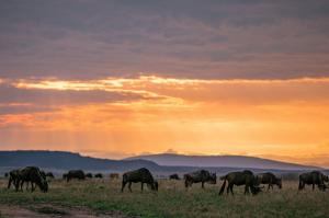 Tansania - Im Königreich der Löwen