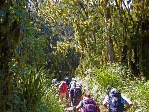 Tansania - Kilimanjaro und Safari