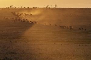 Tansania - Serengeti-Fotocampus zur großen Migration