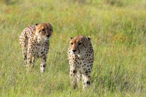 Tansania - Wandern auf dem Massai Trail und Safari