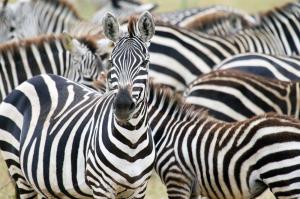 Tansania - Wildnis zwischen Kilimanjaro und Serengeti Tansania - Wildnis zwischen Kilimanjaro und Serengeti