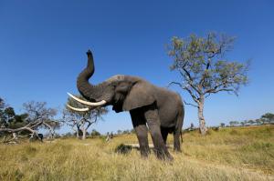 Tansania - Wildnis zwischen Kilimanjaro und Serengeti