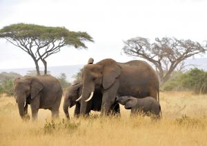 Tanzanias Atemberaubende Tierwelt