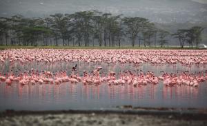 Tanzanias Atemberaubende Tierwelt