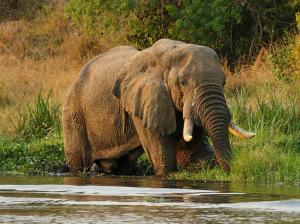 Uganda - Best of Uganda mit Murchison-Nationalpark Uganda - Best of Uganda mit Murchison-Nationalpark