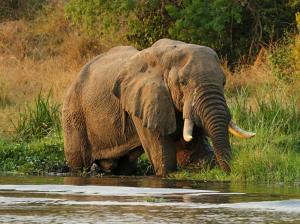 Uganda - Best of Uganda mit Murchison-Nationalpark