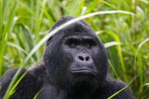 Uganda - Best of Uganda mit Murchison-Nationalpark
