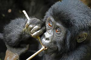 Uganda - Best of Uganda und Murchison-Nationalpark