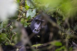 Uganda - Grüne Perle am afrikanischen Äquator